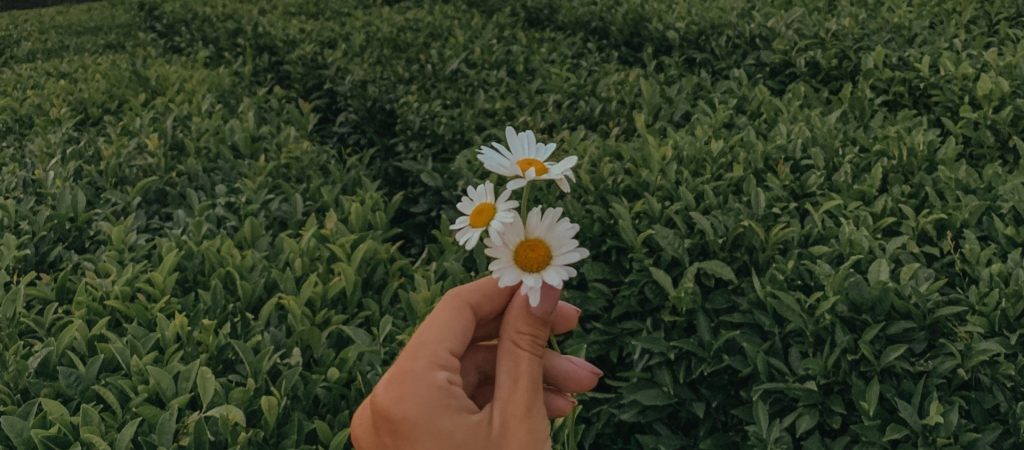 hand holding flowers in field